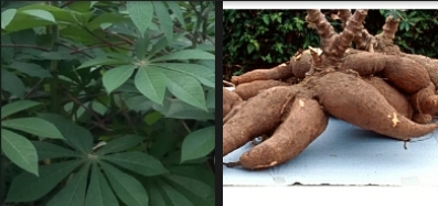 How to Plant Cassava