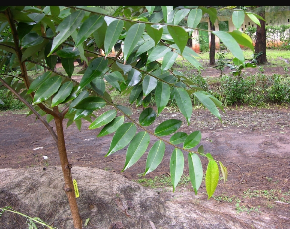 This is Ijikala Plant; the tree that bears Yellow Mombin or Ijikala