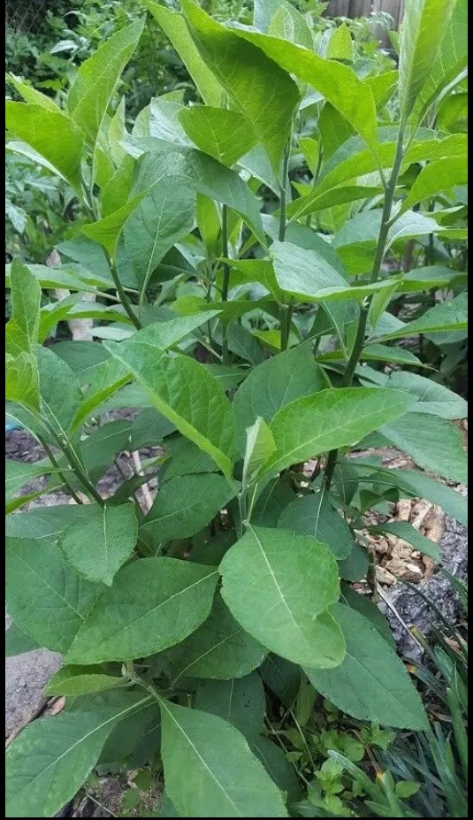 Health Benefits of Eating Raw Washed Bitter Leaf