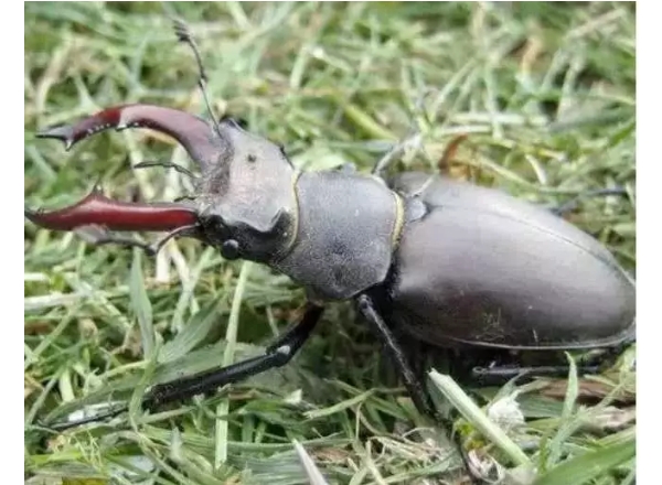 Where and How to Catch Stag Beetle Insect alive and Earn $80,000