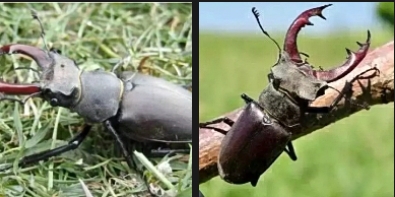 Where and How to Catch Stag Beetle Insect alive and Earn $80,000