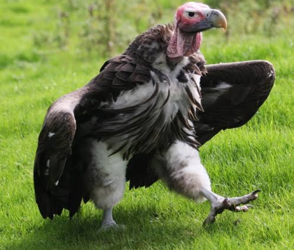  disappearance of Vultures