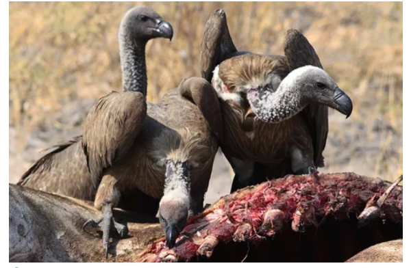 The disappearance of Vultures
