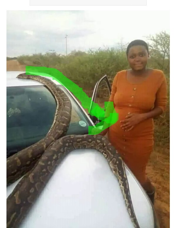 Slay-queen Pregnant for Anaconda Snake