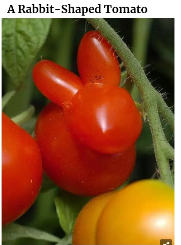 Photos of Fruits and Vegetables with Human Shape