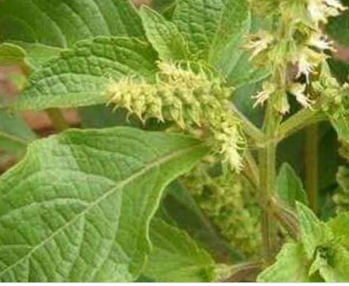 How To use Scent Leaves to Get Rid Of Menstrual Pains and Irregular Menstrual Period