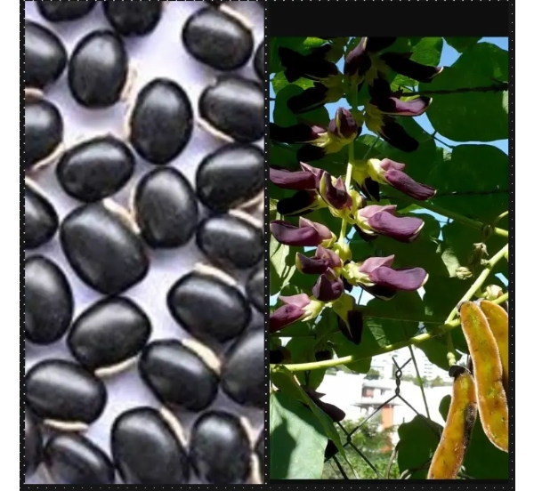 5 Secrets Velvet Beans (Werepe or Devil Beans) you should Know