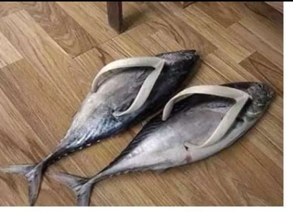 Fish Shoe