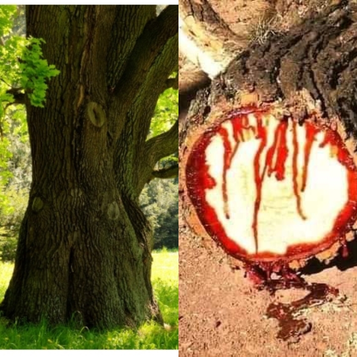 Bleeding Tree (Dragon Blood Tree) Location and Uses