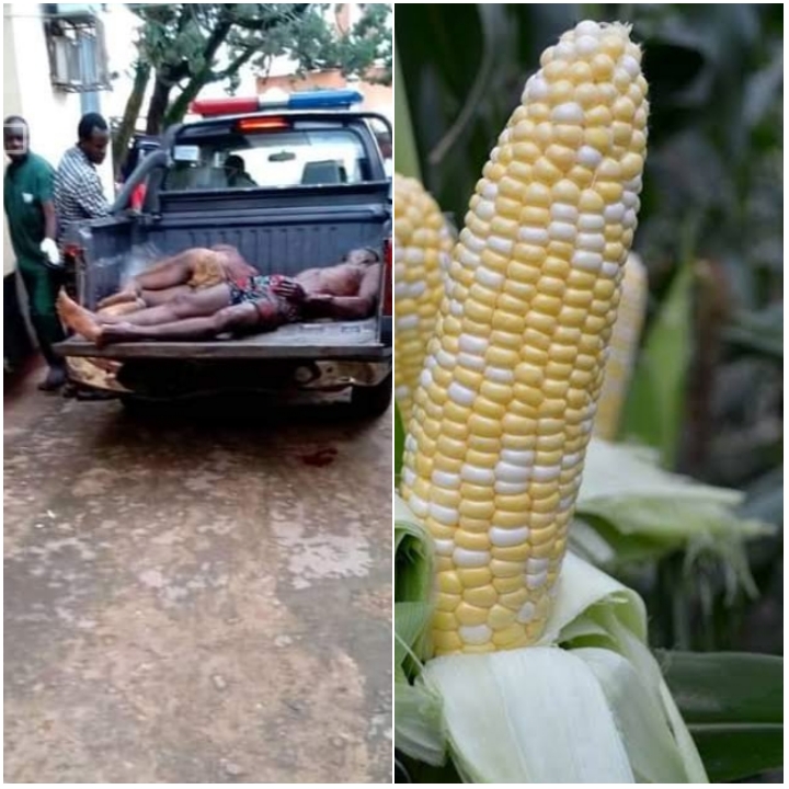 How a Boy Killed his Father in Ezinifite Town for Corn