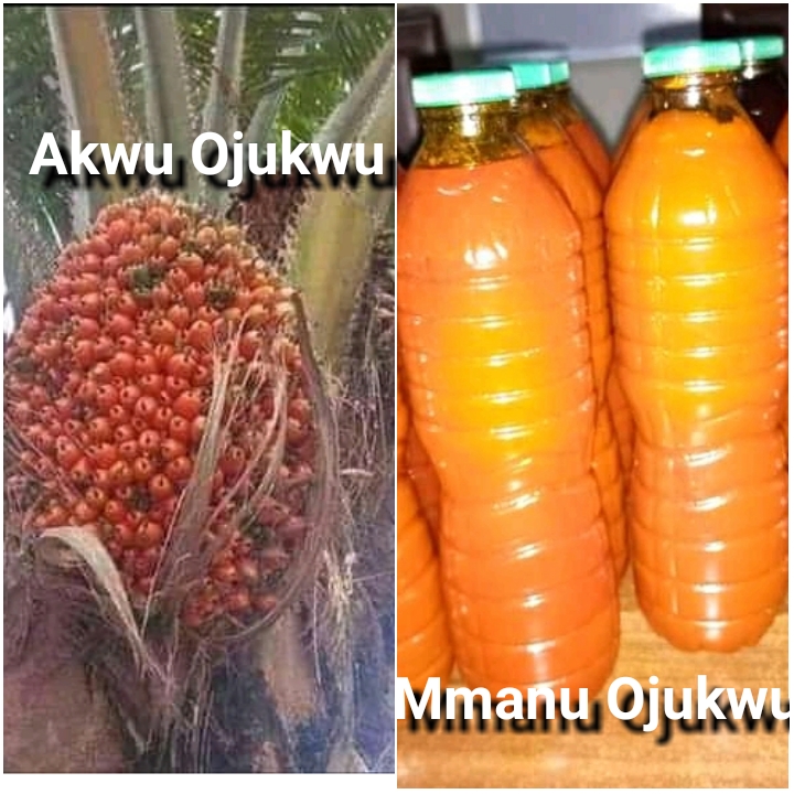 Akwu Ojukwu Uses and Benefits