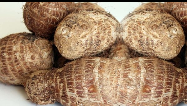 Uses of Cocoyam Leaves and Health Benefits