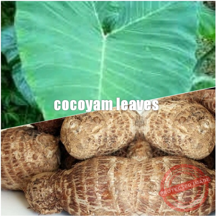 Uses of Cocoyam Leaves and Health Benefits Eating Cocoyam Leaves