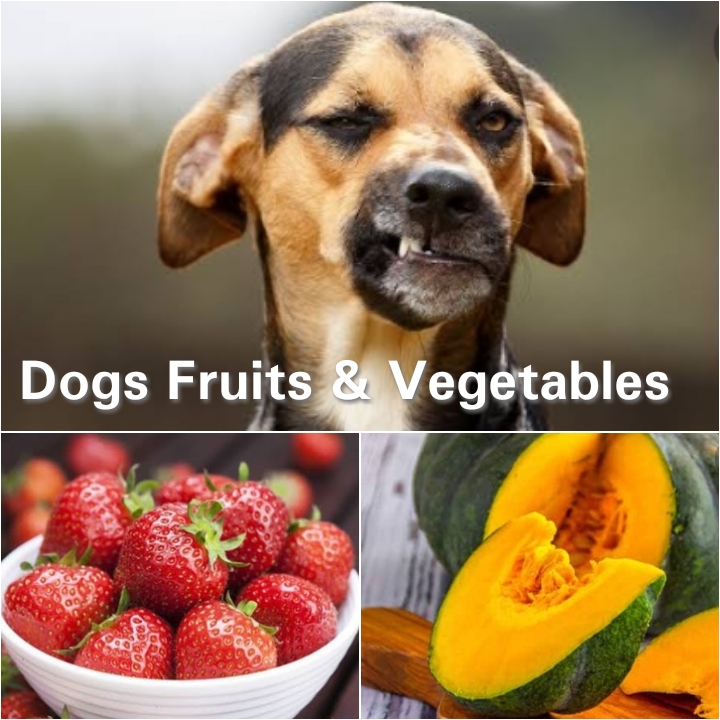 Best Vegetables and Fruits for Dogs