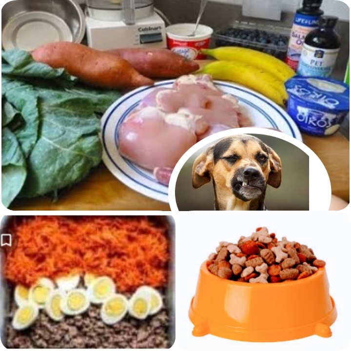 How to Change Dog’s Food