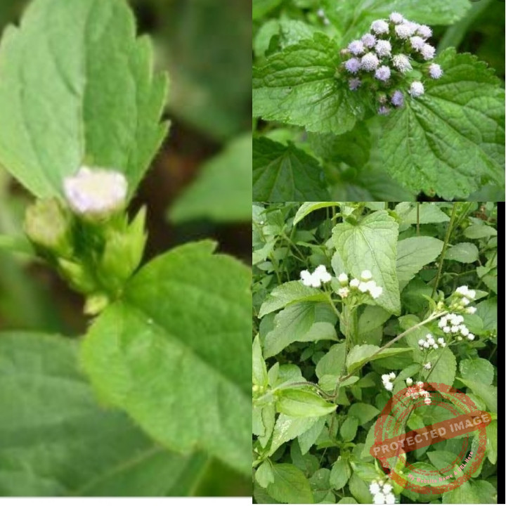 King Grass Plant Uses and Health Benefits 9JAINFORMED