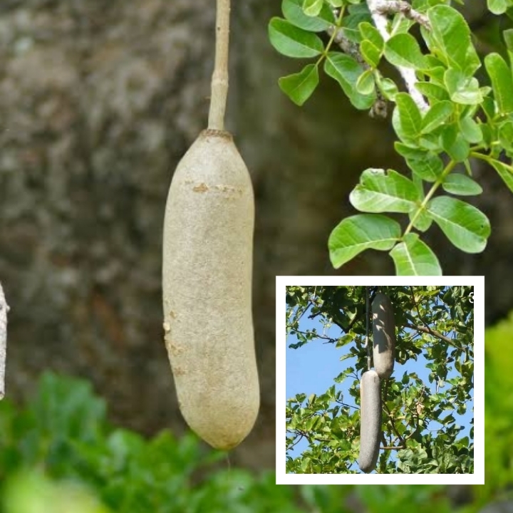 Pandoro or Sausage Tree (Kigelia Pinnata) - Uses and Health Benefits