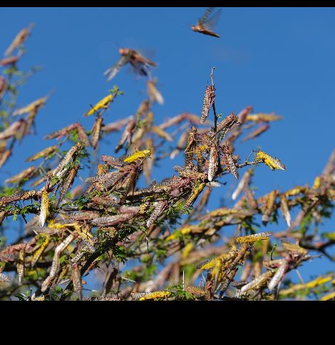 Swarm birds and Locusts - All You Should Know about Locust Invasion