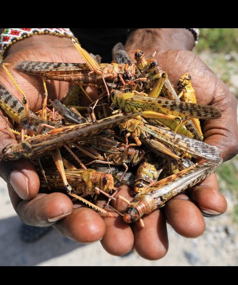 Swarm birds and Locusts - All You Should Know about Locust Invasion