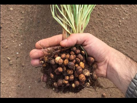 How to Plant / Grow Tiger Nut